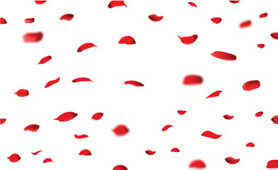 red rose petals fall on white background. vector illustration of red rose petals.