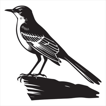recommend clip art: Northern mockingbird Clipart, Northern mockingbird silhouette, Bird illustration in black and white