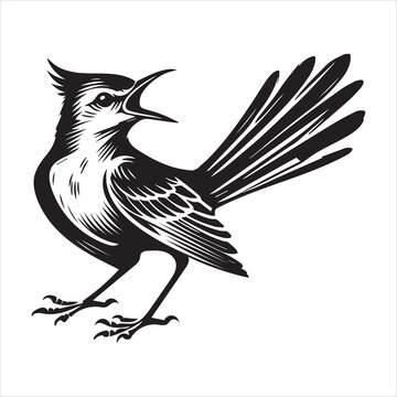 recommend clip art: Northern mockingbird Clipart, Northern mockingbird silhouette, Bird illustration in black and white