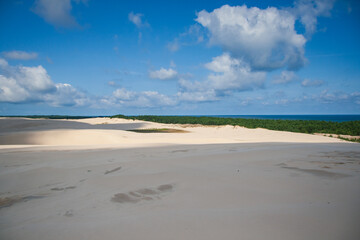 Sand, trees and water