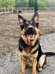 german shepherd dog after playing in mud
