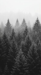 black and white forest landscape, monochrome picture of forest background