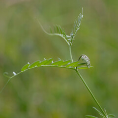 Knospe einer Ackerwicke mit grünem Hintergrund