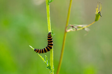 Raupe vom Jakobskrautbär an einem Grashalm - BVB Raupe