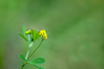 gelbe Blüte vor grünem Hintergrund