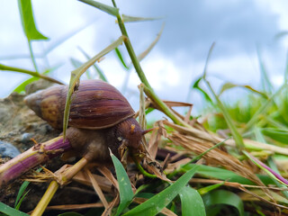 snails eating plants in the grass outdoors