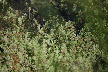 New Zealand Pigmyweed (Crassula helmsii), an invasive species in the UK