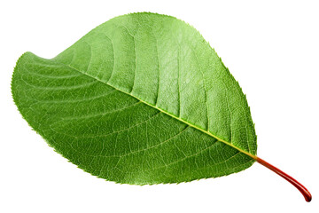 Apple Leaf, isolated on white background, full depth of field