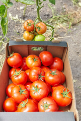 Freshly picked organically grown tomatoes in a box, selective focus.