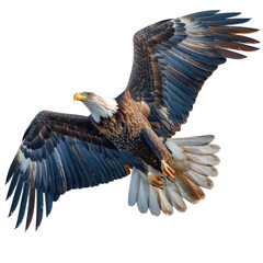 Obraz premium Flying Falcon isolated on a transparent background for web, banner, wallpaper