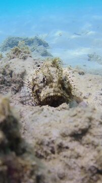 Discover the hidden beauty of stonefish and coral in underwater scene