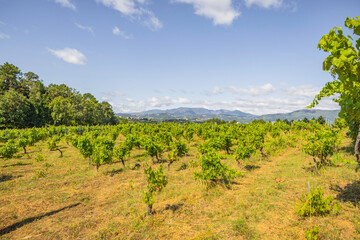 Naklejka premium Famous estate House of Mateus wineyard in Vila Real, Portugal