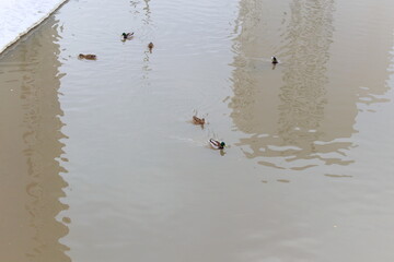 Ducks swimming in the river.