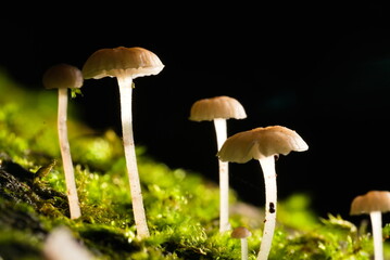 closeup of mushrooms on moss