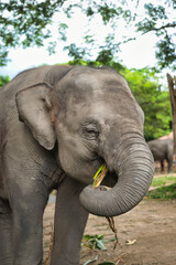 Chiang Mai, Thailand - August 10 2024: Close-up of an Elephants head with focus on the eye, whilst the elephant looks at the camera. On a hot sunny day during the wet season.