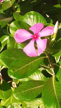 Madagascar Periwinkle Flower Full Blooming on Green Leaves Background in the garden