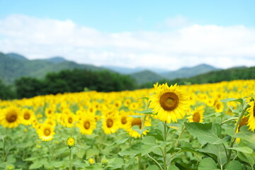 Obraz premium 向日葵畑