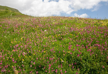 Obraz premium meadow, Val S-charl, Scuol, lower Engadine, Swiss