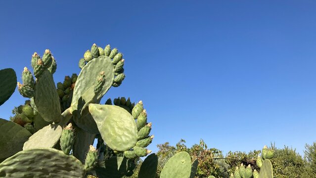Cactus con higos chumbos verdes, vista contrapicada y el cielo azul al fondo