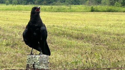 crow in the field