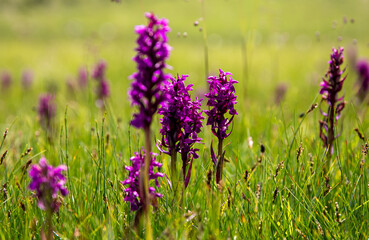 Orchid, Val d’Uina, lower Engadine, Swiss