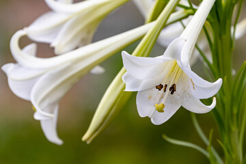 白いユリの花01