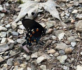 butterfly on a leaf