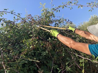 Hombre cortando ramas de una zarzamora para coger moras en un día soleado de verano con...