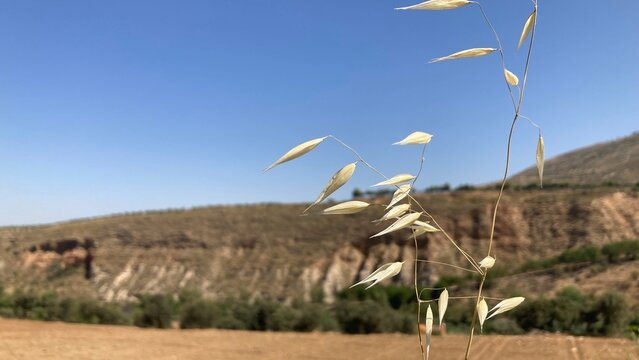Planta seca y fondo de paisaje secano t&iacute;pico del sud de Espa&ntilde;a, Andaluc&iacute;a. D&iacute;a soleado.