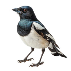 Obraz premium Bird isolated on a transparent background for web, banner, wallpaper