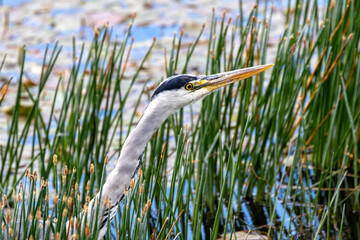 Grey Heron (Ardea cinerea) in Father Collins Park, Dublin, Ireland