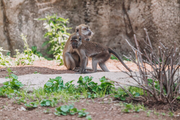 mother and baby Macaque in Zoo