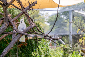 Cockatoo bird Indianapolis Zoo 