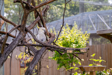 Cockatoo in Indianapolis Zoo