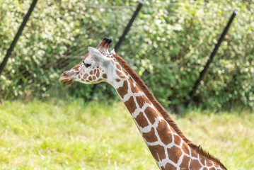Reticulated giraffe in Indianapolis Zoo