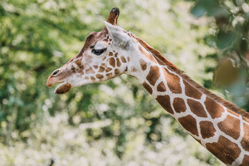 Reticulated giraffe in the Indianapolis zoo