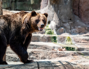 Ursus arctos in the Indianapolis Zoo