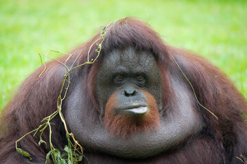 Borneo orangutan 