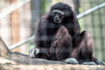Obraz premium Hylobates lar at Indianapolis Zoo