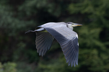 Grey Heron (Ardea cinerea) in Father Collins Park, Dublin, Ireland