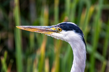 Grey Heron (Ardea cinerea) in Father Collins Park, Dublin, Ireland