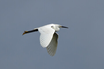 Little Egret (Egretta garzetta) at Swords Estuary, Dublin, Ireland