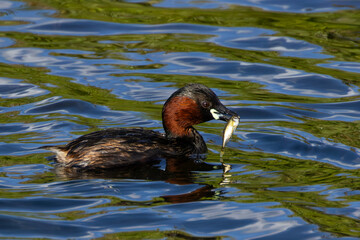 Little Egret (Egretta garzetta) at Swords Estuary, Dublin, Ireland