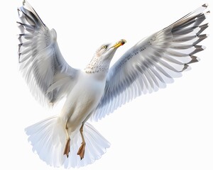 Sseagull_spreading_wings