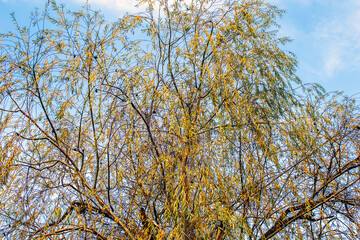 branches against blue sky