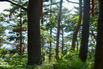 新緑の季節　大自然の中で森林浴