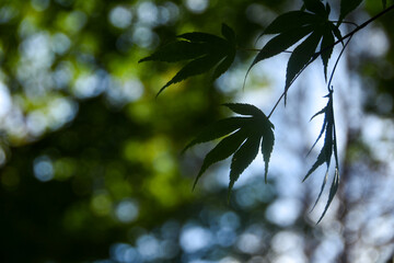 青空と清々しく爽やかな青もみじ