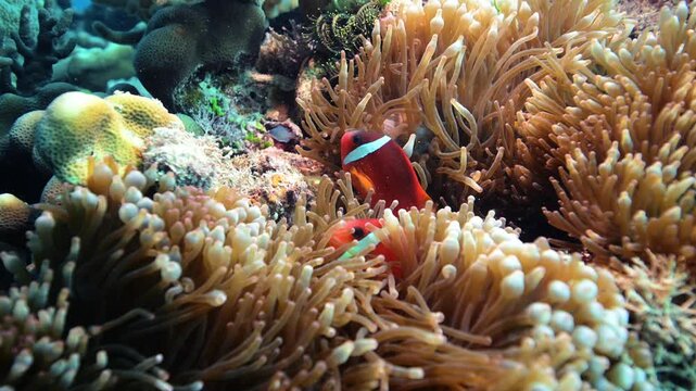 Fiji Anemonefish swimming anemone above healthy coral reef - Amphiprion barberi - Scuba diving in the Rainbow Reef Fiji