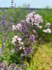 flowers in the garden
