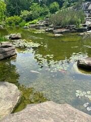 small river in the forest